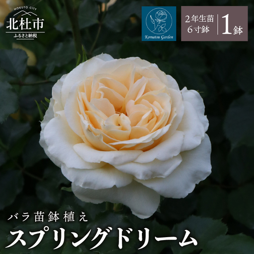 【2027年2月以降発送】バラ苗鉢植え「スプリングドリーム」 [h190]