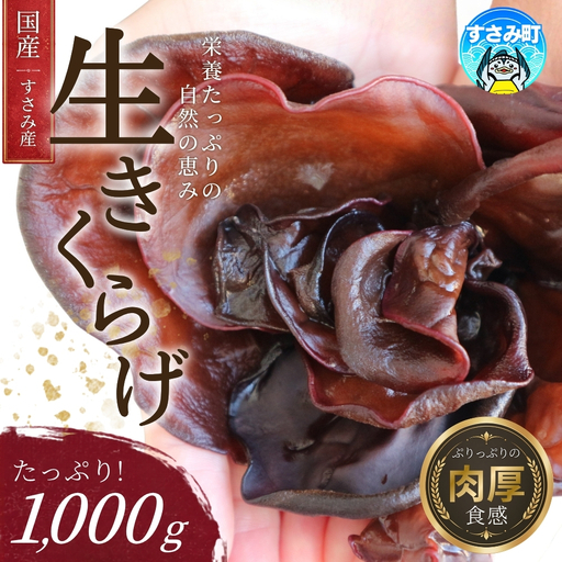 【国産】 きくらげ すさみの生きくらげ 1000g 木耳 キクラゲ 生木耳 生キクラゲ 国産キクラゲ 国産きくらげ 国産木耳【scp134】