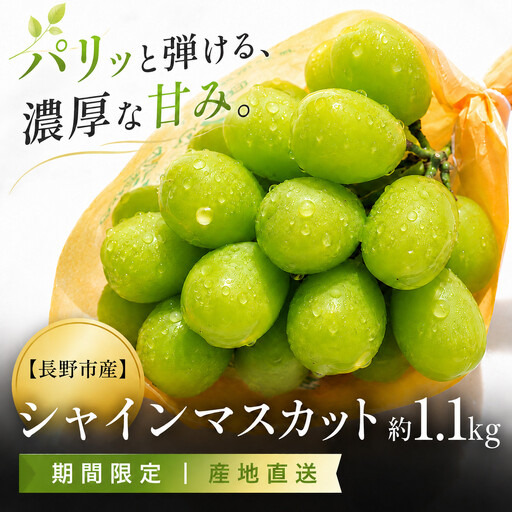 長野市産 シャインマスカット約1.1kg（2～3房）【2026年発送】 シャインマスカット