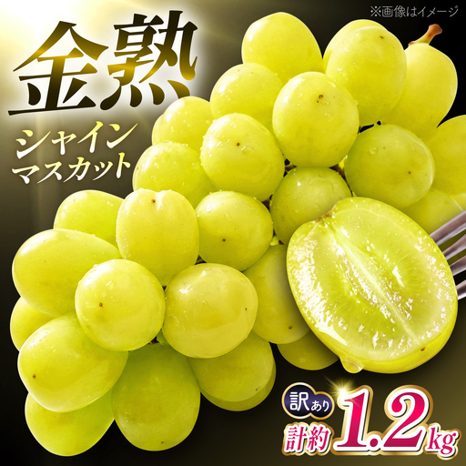 [先行予約][訳あり] こだわりの 金熟 シャインマスカット 計約1.2kg [合同会社 こば農園]