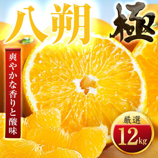 【先行受付】【ほろ苦さが旨い】大人の柑橘 八朔　12kg　愛媛県産【49-123】【1756046】YWTZ095