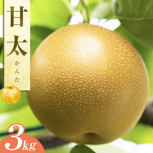梨 甘太 3kg JA ※2026年9月下旬～10月上旬頃に順次発送予定 |梨