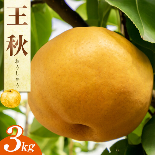 王秋梨 3kg JA ※2026年10月下旬～11月下旬頃に順次発送予定 |梨