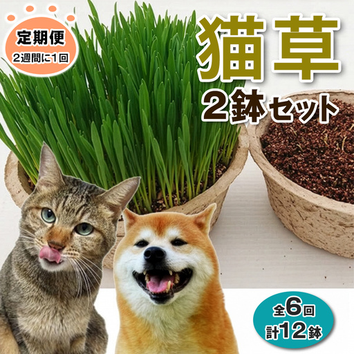 [定期便/2週間に1回 全6回] 猫草 2鉢セット×6回 (計12鉢) [1197]
