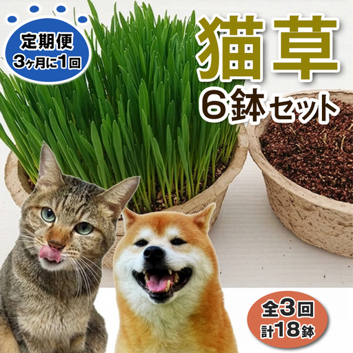 [定期便/3ヶ月に1回 全3回] 猫草 栽培セット 6鉢×3回 (計18鉢) [1205]