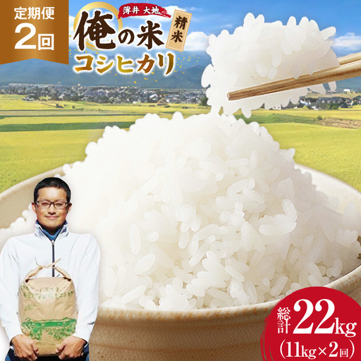 [俺の米] 米 定期便 2回 令和8年 コシヒカリ 精米 11kg 計 22kg