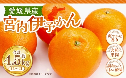 宮内伊予かん 約4.5kg みかん ミカン くだもの 果物 フルーツ 柑橘 柑橘系 柑橘類 果実 果汁 果肉 国産 [ 2027年1月下旬〜3月上旬発送予定 ] ( 1122 )