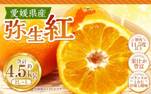 弥生紅 約4.5kg みかん ミカン くだもの 果物 フルーツ 柑橘 柑橘系 柑橘類 果実 果汁 果肉 国産 [ 2027年3月上旬発送予定 ] ( 1123 )