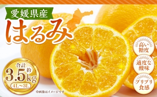 はるみ 約3.5kg みかん ミカン くだもの 果物 フルーツ 柑橘 柑橘系 柑橘類 果実 果汁 果肉 国産 [2027年1月下旬〜2月上旬発送予定] ( 1125 )