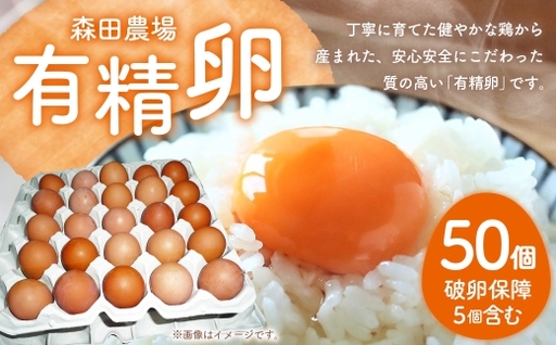 有精卵 50個入り ( 破卵保障 5個含む ) 卵 たまご タマゴ 玉子 卵かけご飯 TGK 鶏卵 鶏 ニワトリ 卵料理 低コレステロール 冷蔵