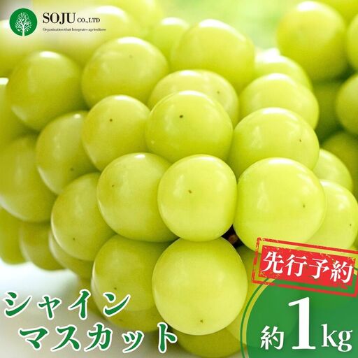 先行予約 シャインマスカット 約1kg(2〜3房) 令和8年度 新潟県 三条市産 ぶどう 三条果樹専門家集団