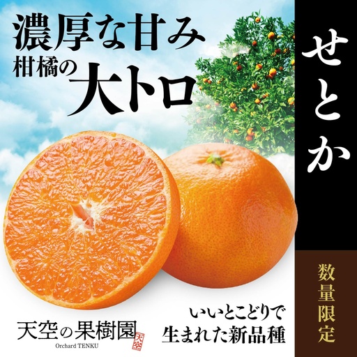 【先行受付】天空の果樹園から届く そらせとか (3kg)【95-19】【1757720】YWTAQ014