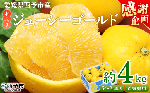 [感謝企画][木成り ジューシーゴールド(河内晩柑)ご家庭用 約4kg(S〜2L混合)]『2026年6月中旬〜8月中旬迄に順次出荷予定』訳あり 果物 フルーツ かわちばんかん みかん オレンジ 柑橘 食べて応援 特産品 宇都宮物産 愛媛県 西予市 [常温]UUB0112