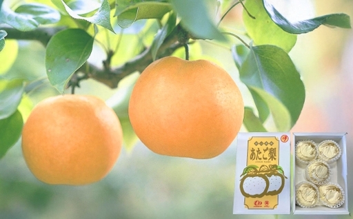 あたご梨 3 〜 6玉 （ 合計約4.0kg ） 青秀以上 化粧箱入り 梨 なし ナシ くだもの 果物 フルーツ 果実 果汁 国産 岡山県産 化粧箱 ギフト プレゼント 贈答品 贈り物 【 2026年11月下旬〜12月上旬迄順次発送予定 】