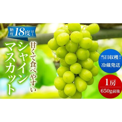 [ 先行予約 ] シャインマスカット 1房 650g前後[出荷時期:2026年10月上旬〜10月中旬ごろ][ 数量限定 期間限定 果物 果物類 フルーツ ぶどう ブドウ 葡萄 マスカット 秋田 にかほ ]