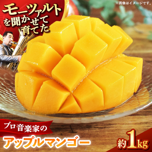 【モーツァルトを聞かせて育てた】アップルマンゴー 約1kg【国産 産地直送 マンゴー アップルマンゴー 南国 フルーツ 旬 果物 人気 オガタファーム 福岡県 筑前町 OF001】