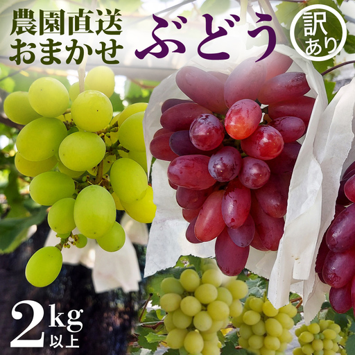 [先行予約][ 訳あり ] ご家庭用 朝採れ ぶどう (品種おまかせ) 計 2kg 以上 (2026年8月下旬から発送開始)
