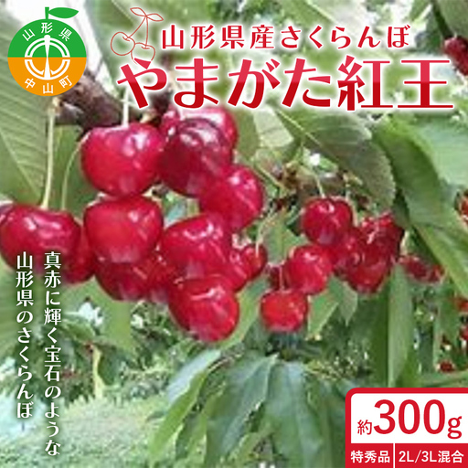 令和9年産【先行受付】山形県産さくらんぼ＜やまがた紅王＞特秀品　300g　2L/3L詰合せ 果物 くだもの フルーツ 夏果物 サクランボ F4A-1042
