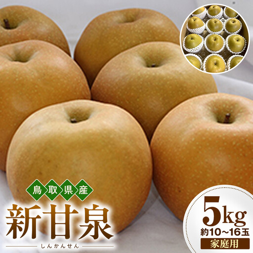 【2026年度先行予約】数量限定　鳥取県産　新甘泉 家庭用 5kg(約10〜16玉)【8月20日以降発送】