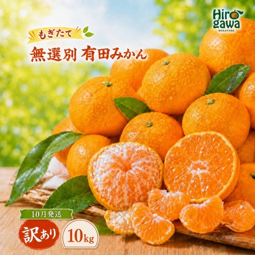もぎたて 無選別 有田 みかん 10kg 訳あり 10月 配送 / ミカン 蜜柑 柑橘 温州みかん 和歌山 有田 ※2026年10月上旬～10月下旬に順次発送 【oda004-c-10-10】