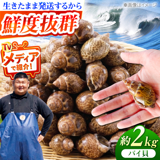 豊前海産 バイ貝 2kg (40～66個前後) 《築上町》【明青丸】 バイガイ 貝 カイ[ABCB014]