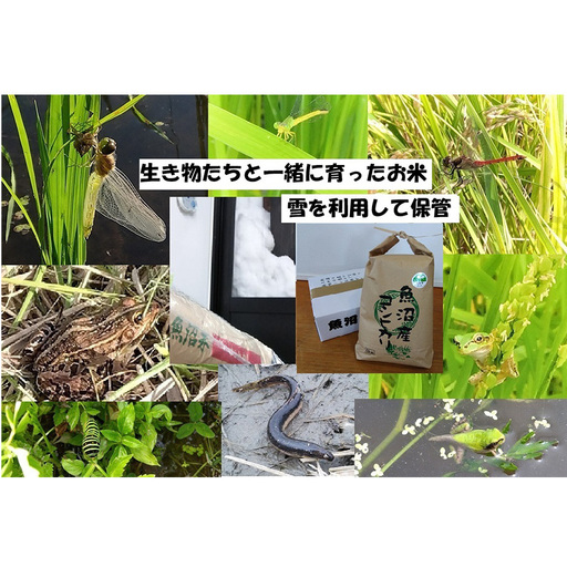 [令和8年産 先行予約] 精米 5kg 魚沼産コシヒカリ こしひかり 農薬化学肥料栽培期間中不使用・生態系保全・再生可能エネルギー・エコファーマー・生産工程管理 魚沼産コシヒカリ