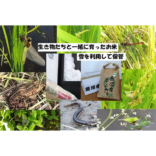 [令和8年産 先行予約] 精米 10kg 魚沼産コシヒカリ こしひかり 農薬化学肥料栽培期間中不使用・生態系保全・再生可能エネルギー・エコファーマー・生産工程管理