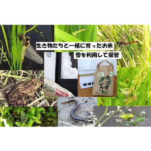 [令和8年産 先行予約] 玄米 5kg 魚沼産コシヒカリ こしひかり 有機栽培・生態系保全・再生可能エネルギー・エコファーマー・生産工程管理