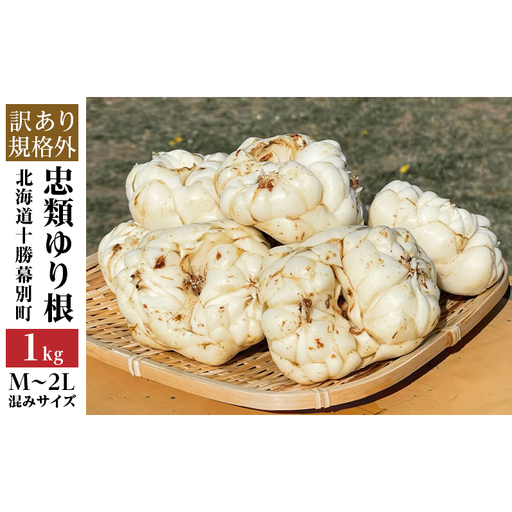 [規格外]十勝幕別 忠類ゆり根 1kg(M〜2L)6〜10玉[JA忠類]9月〜3月発送限定[ 北海道 幕別町 忠類 十勝 高級食材 お正月 料理 訳あり ] 野菜 ゆりね 北海道産 ワケあり