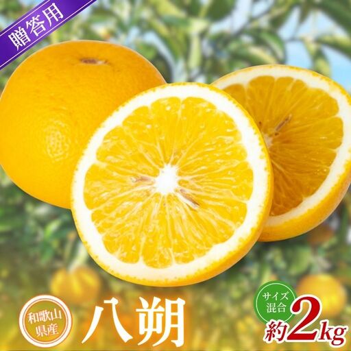 [贈答用] 森本農園の手選別 八朔 約2kg 和歌山県産 サイズ混合 [北海道・沖縄・離島配送不可][2027年1月中旬〜4月中旬頃に順次発送][BV-mrmt125]