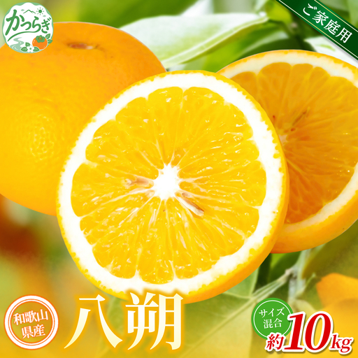 【家庭用】 森本農園の手選別 八朔 約10kg 和歌山県産 サイズ混合 【北海道・沖縄・離島配送不可】【2027年1月中旬～4月中旬頃に順次発送】【BV-mrmt131A】 