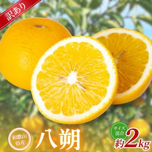 [訳あり] 森本農園の手選別 八朔 約2kg 和歌山県産 サイズ混合 [北海道・沖縄・離島配送不可][2027年1月中旬〜4月中旬頃に順次発送][BV-mrmt132]