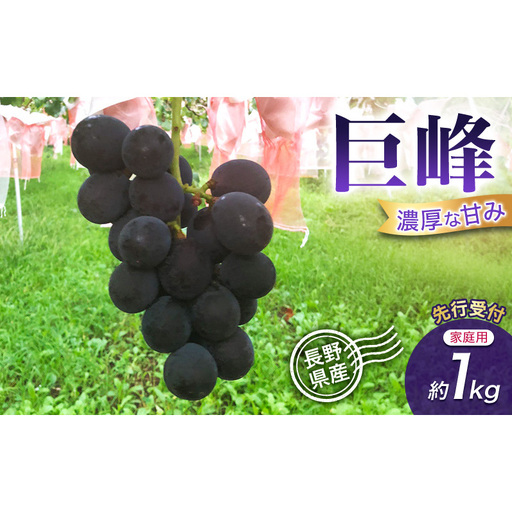 [先行予約][訳あり・家庭用]長野県産 巨峰 約1kg 種あり 濃厚な甘み 訳あり 味問題なし 果物 旬のフルーツ 長野県産 上田市 信州