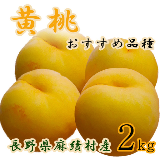 [2026年収穫分]長野県 麻績村産 黄桃 桃 2kg 期間限定 黄金桃 黄貴妃 おまかせ品種 おすすめ品種 フルーツ 果物 産地直送 予約 長野 麻績 新返礼品 令和8年 令和8年分 収穫分 8月下旬 9月上旬 9月中旬 発送