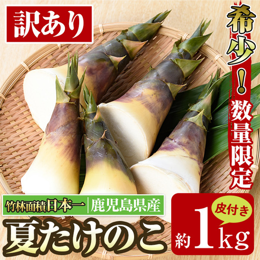 [先行予約] 訳あり 鹿児島県 出水市産 希少 高級食材 夏 たけのこ 皮付き 約1kg [シンタク]