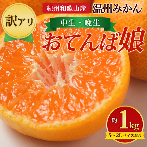 【先行予約】【訳あり】紀州和歌山産 温州みかん「おてんば娘」約1kg（箱込み）S～2L サイズ混合（中生・晩生）