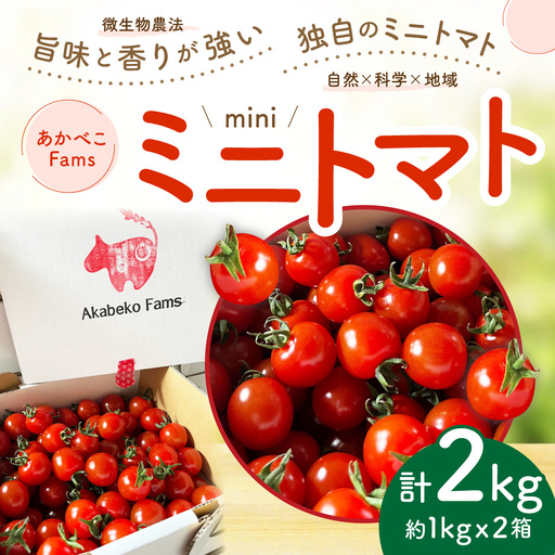 ミニトマト 約1kg × 2箱 ミニ トマト とまと プチトマト 野菜 やさい サラダ 国産 福島県産 冷蔵 [ 2026年7月上旬から10月下旬発送予定 ]