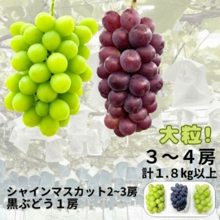 【先行受付】大粒ぶどう3～4房　合計1.8Kg以上(シャインマスカット2～3房+黒ぶどう1房)【配送不可地域：離島】【1762501】