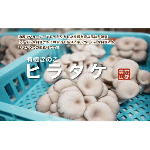 ヒラタケ きのこ 有機JAS 840g 6パック ヒラタケ