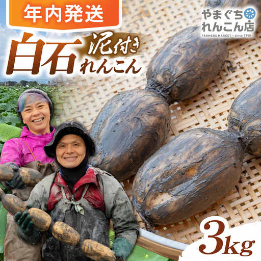 【先行予約 2026年10月〜発送】白石れんこん3kg れんこん