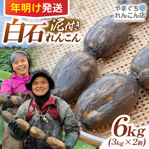 【先行予約 2027年1月〜発送】白石れんこん6kg れんこん