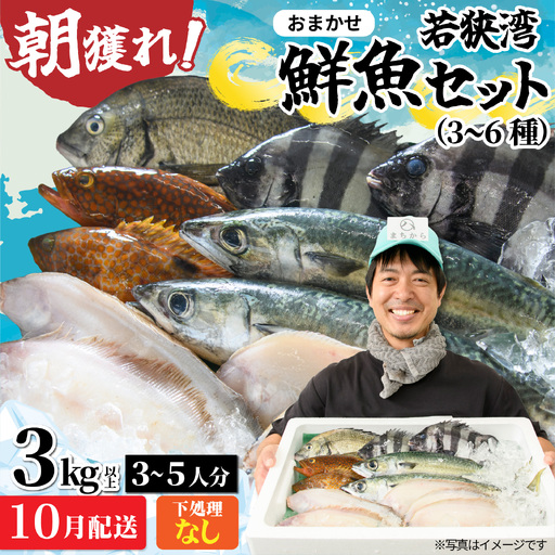 若狭湾鮮魚セット(下処理なし)おまかせ3kg以上(3〜6魚種)[10月配送]