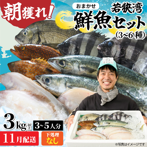 若狭湾鮮魚セット（下処理なし）おまかせ3kg以上（3～6魚種）【11月配送】  