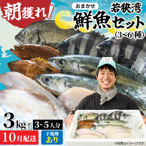 若狭湾鮮魚セット(下処理あり)おまかせ3kg以上(3〜6魚種)[10月配送]