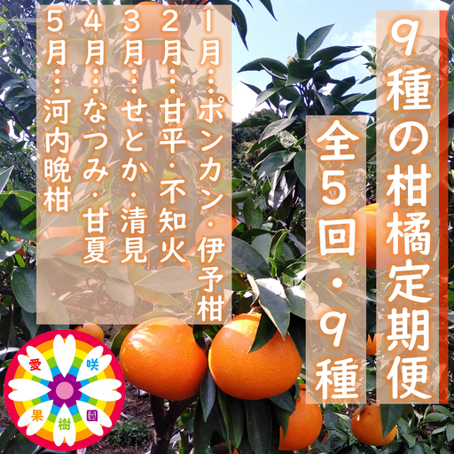 [発送月固定定期便]愛咲果樹園「9種の柑橘定期便」(1月〜5月)全5回[71-77]Y
