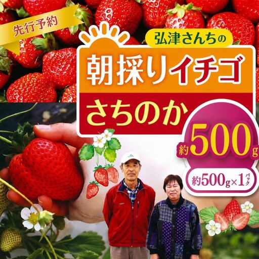 【先行予約】弘津さんちの朝採りイチゴ さちのか約500g ※令和9年1月中旬～3月発送