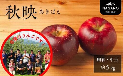 りんご 秋映(中玉)約5kg 贈答 / 2026年10月上旬頃〜配送予定 //長野県 南信州 松川町産 ギフトリンゴ 林檎 あきばえ 農家直送 農家支援 産地直送