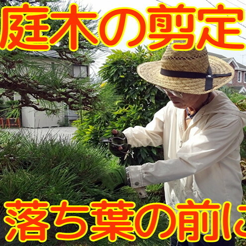 [Amazon特別価格]秋田県 能代市 空き家管理 庭木の剪定 故郷の庭木の枝や葉をキレイに剪定します 対象地域:能代市