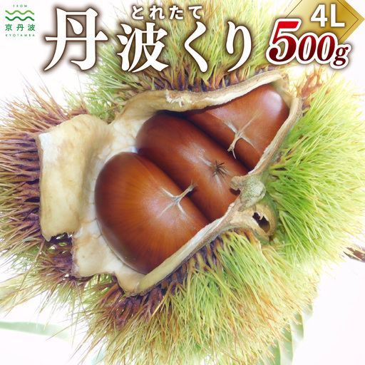 丹波くり 4L 500g とれたて / 栗