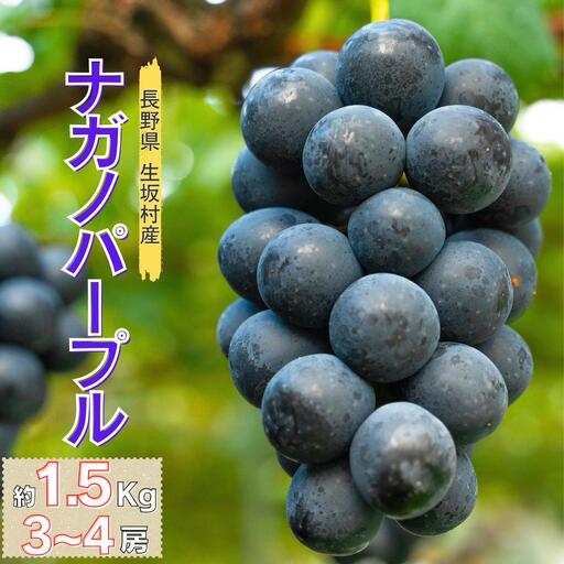 ナガノパープル 約1.5kg(3~4房)| ナガノパープル